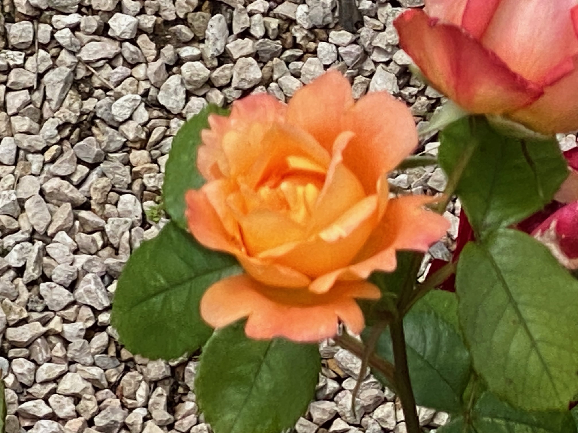 53